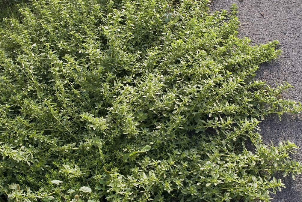 Amaranthus blitoides  / Amaranto blitoide